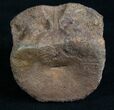 Nicely Preserved Ornithischian Dinosaur Vertebrae #8451-2